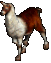 Llama